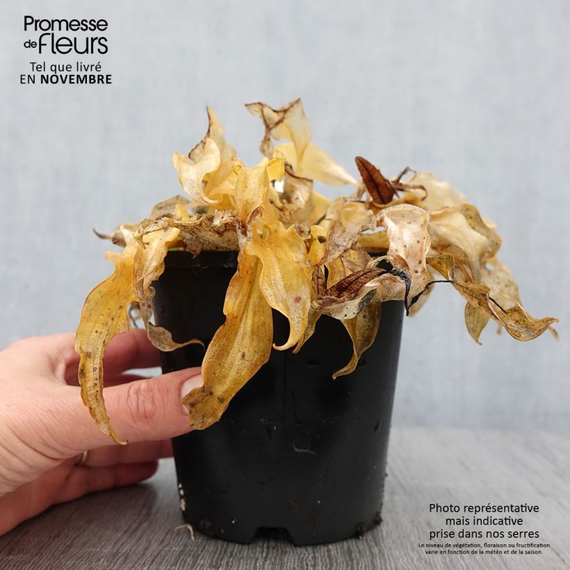 Ejemplar de Hosta Ripple Effect Maceta 1,5L/2L entregado en otoño