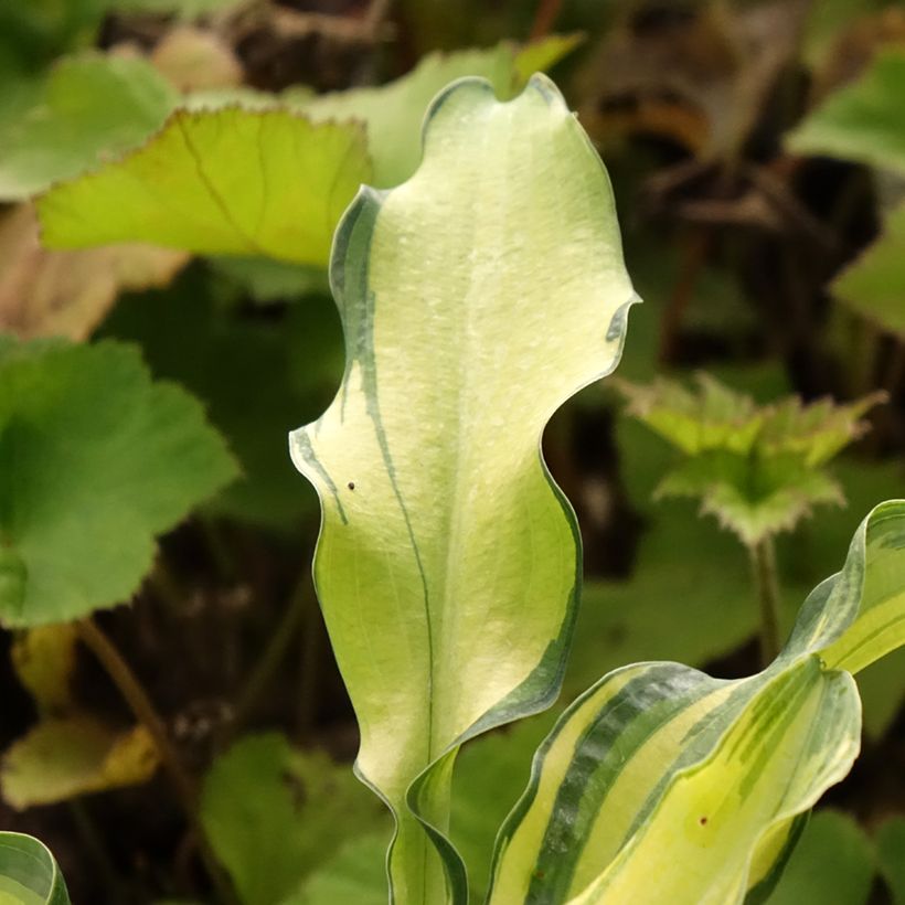 Hosta Ripple Effect (Follaje)