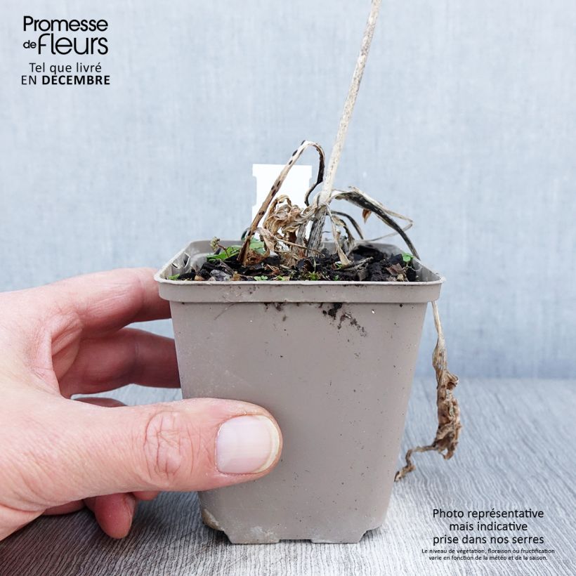 Ejemplar de Hosta Robert Frost Maceta de 8/9 cm entregado en otoño