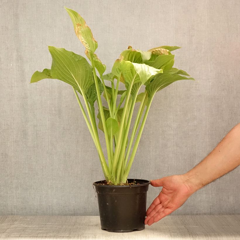 Ejemplar de Hosta Royal Standard Maceta 2L/3L entregado en verano