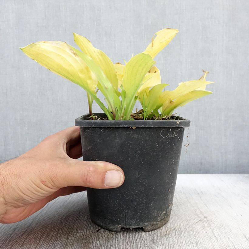 Ejemplar de Hosta Ruffed Up Maceta 1,5L/2L entregado en otoño