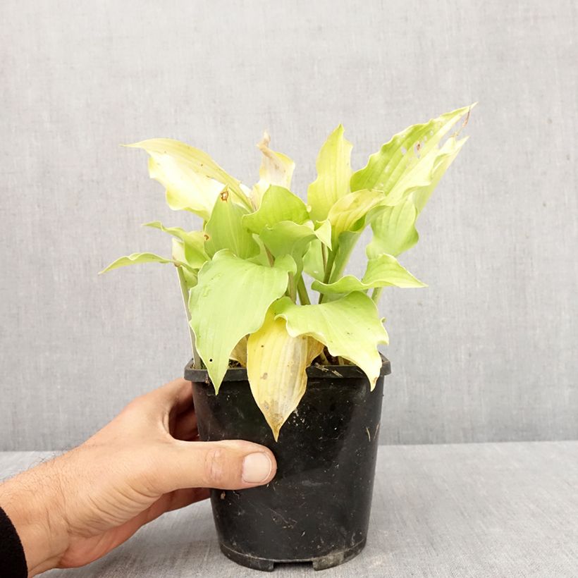 Ejemplar de Hosta Ruffed Up Maceta 1,5L/2L entregado en otoño