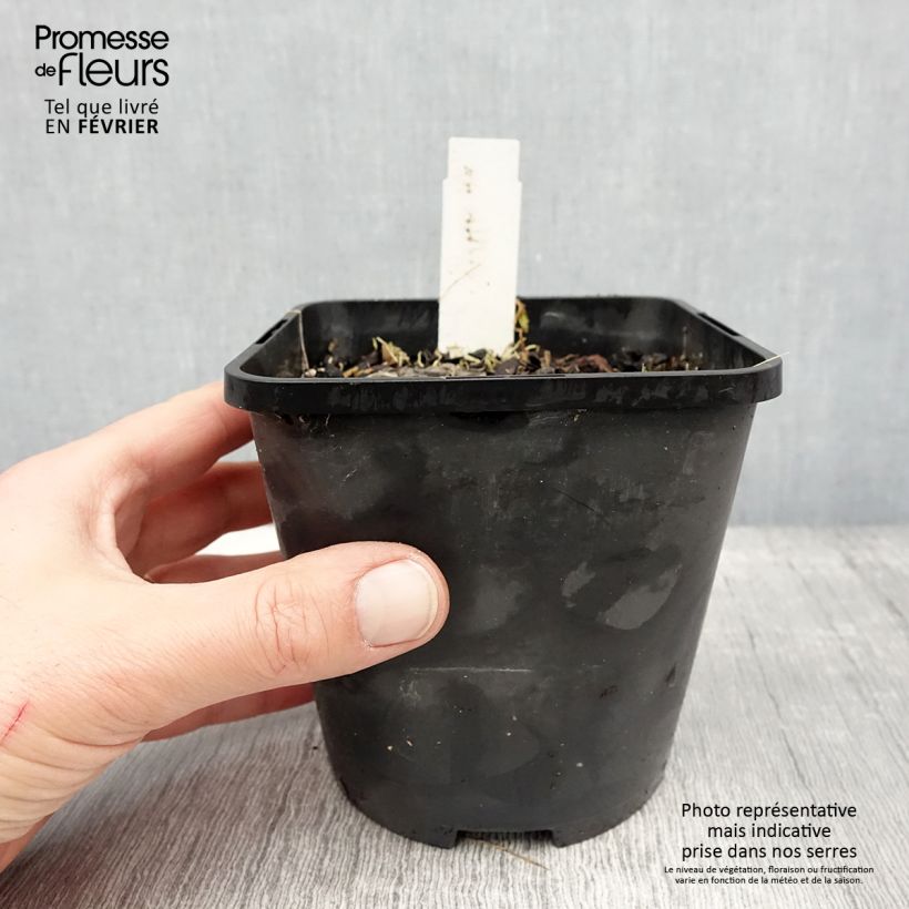 Hosta Ruffed Up Maceta 1,5L/2L Ejemplar entregado en invierno