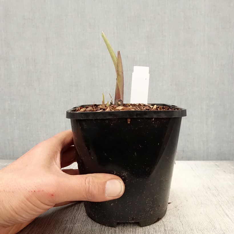 Hosta Ruffed Up Maceta 1,5L/2L Ejemplar entregado en la primavera