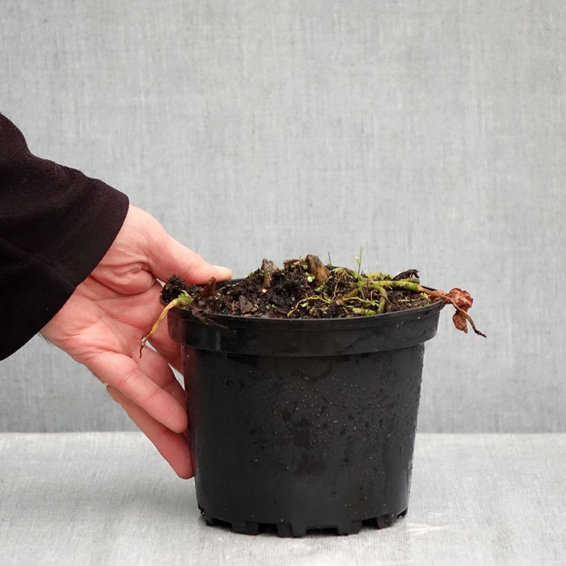 Ejemplar de Hosta fluctuans Sagae Maceta 1,5L/2L entregado en otoño