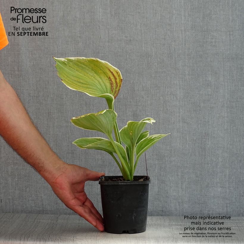 Ejemplar de Hosta fluctuans Sagae Maceta 1,5L/2L entregado en verano