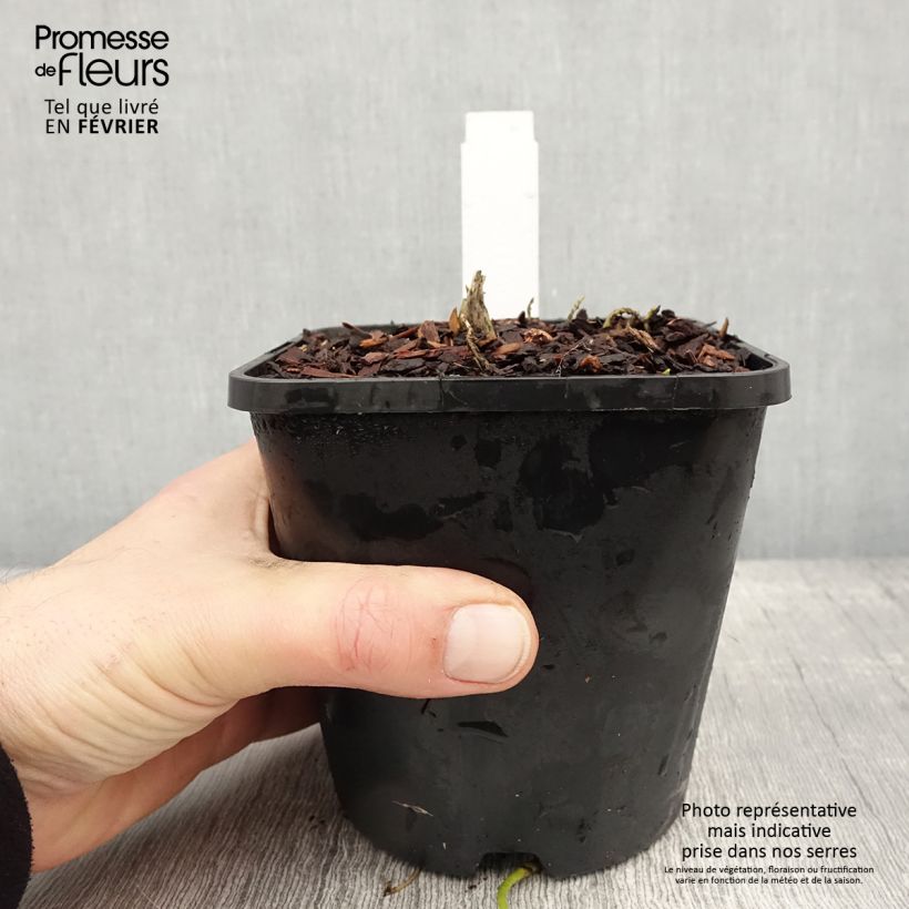 Hosta fluctuans Sagae Maceta 1,5L/2L Ejemplar entregado en invierno