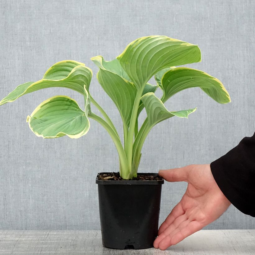 Hosta fluctuans Sagae Maceta 1,5L/2L Ejemplar entregado en la primavera