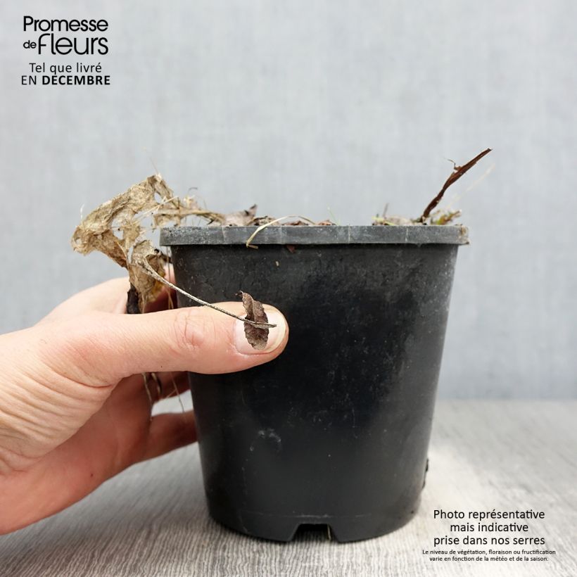 Hosta Saint Elmo's Fire Maceta 1,5L/2L Ejemplar entregado en invierno