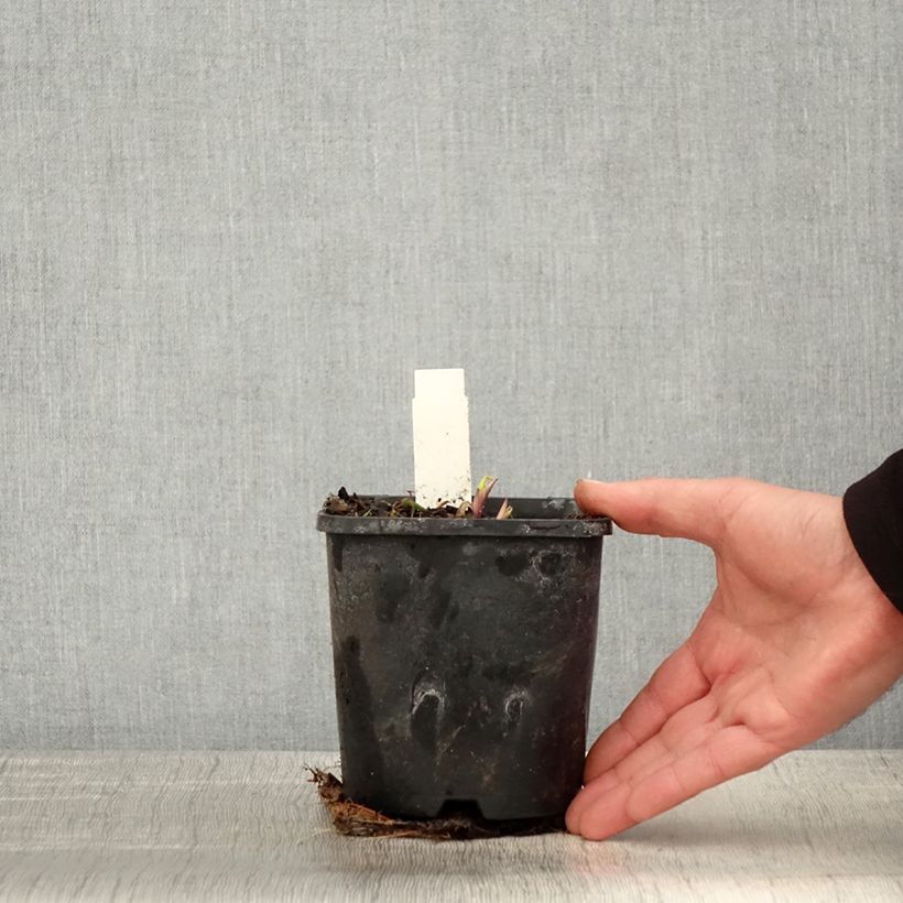 Hosta Saint Elmo's Fire Maceta 1,5L/2L Ejemplar entregado en la primavera