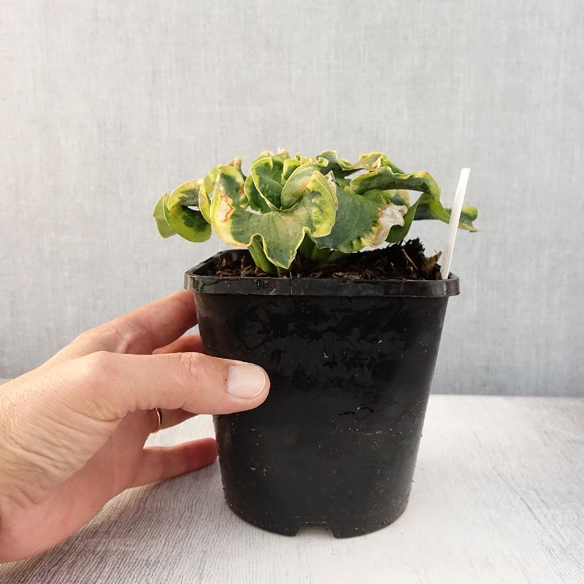 Ejemplar de Hosta School Mouse Maceta 1,5L/2L entregado en verano