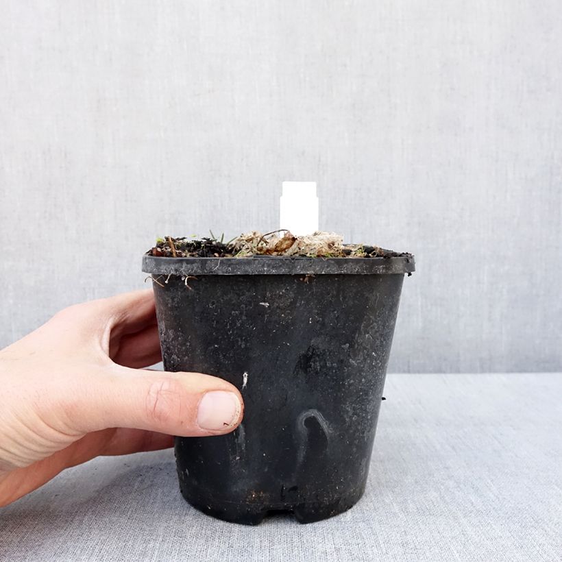 Hosta School Mouse Maceta 1,5L/2L Ejemplar entregado en invierno