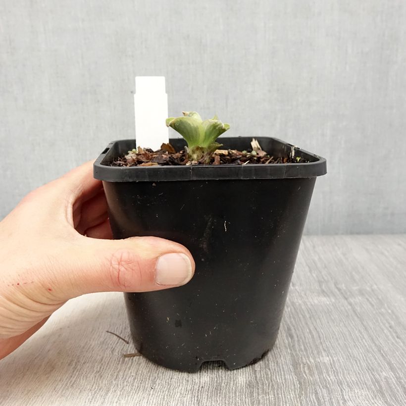 Hosta School Mouse Maceta 1,5L/2L Ejemplar entregado en la primavera