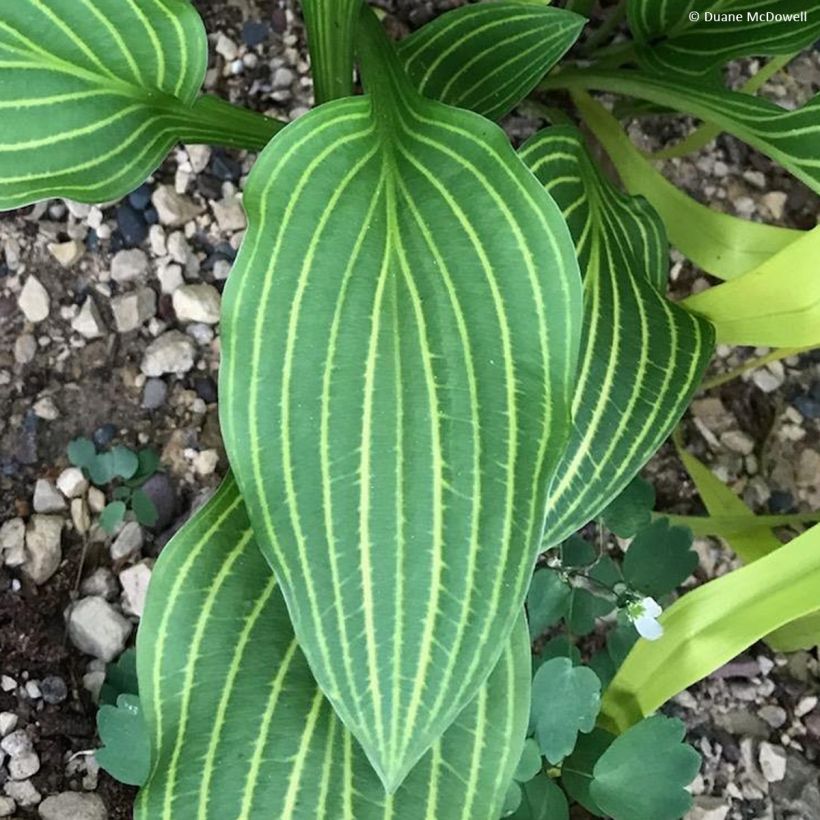 Hosta Siberian Tiger (Follaje)