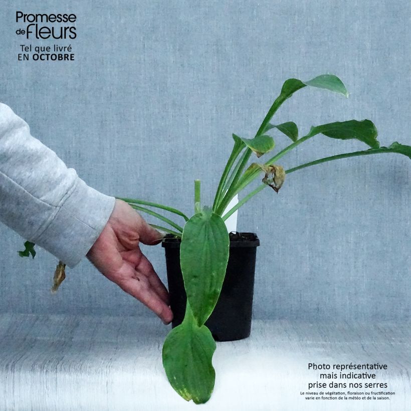 Ejemplar de Hosta Siberian Tiger Maceta 1,5L/2L entregado en otoño