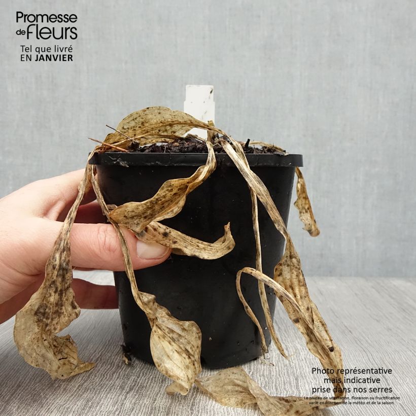 Hosta Siberian Tiger Maceta 1,5L/2L Ejemplar entregado en invierno