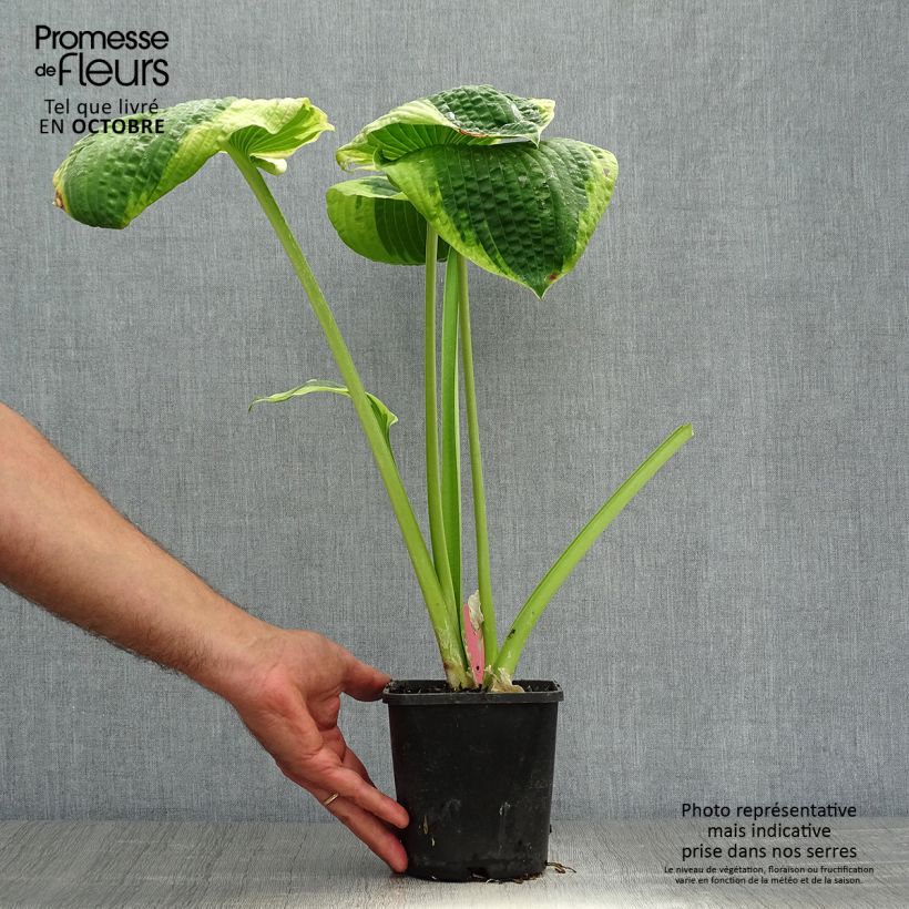Ejemplar de Hosta sieboldiana Frances williams Maceta 2L/3L entregado en otoño