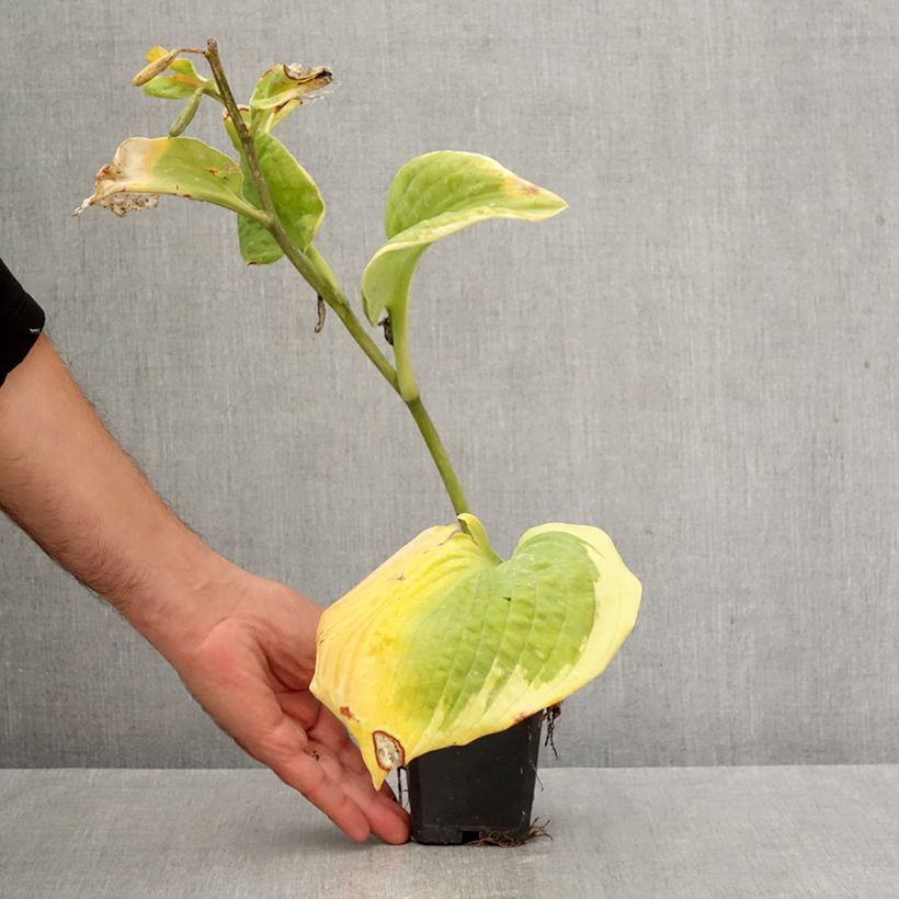Ejemplar de Hosta sieboldiana Frances williams Maceta de 8/9 cm entregado en otoño