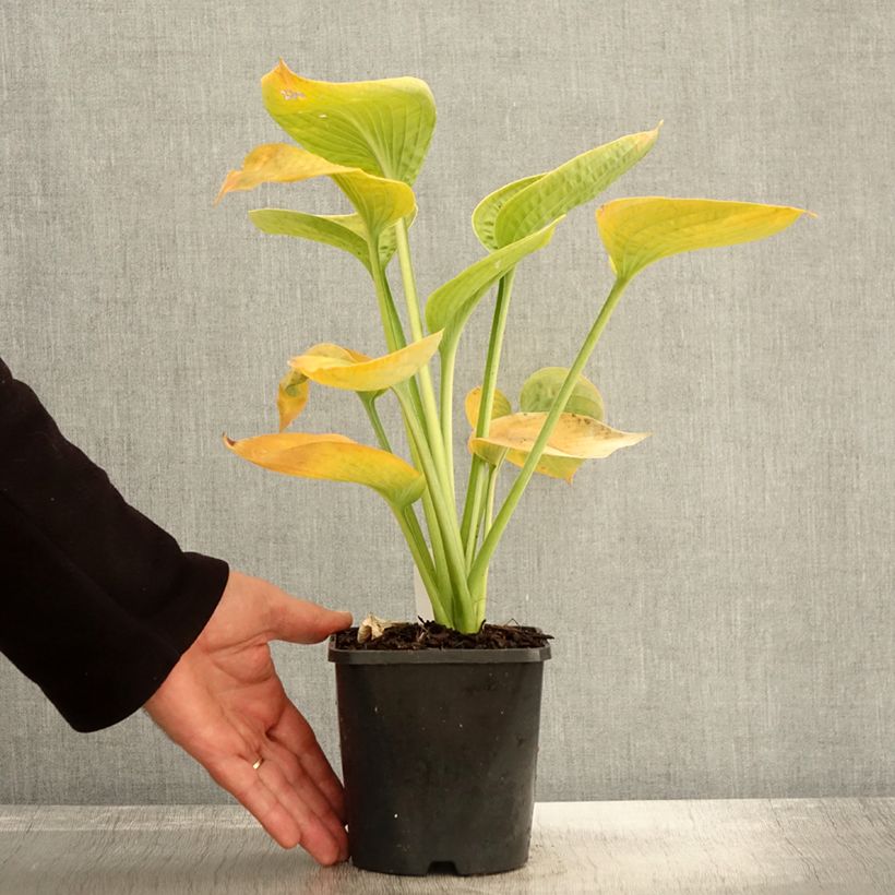 Ejemplar de Hosta sieboldiana elegans Maceta 1,5L/2L entregado en otoño