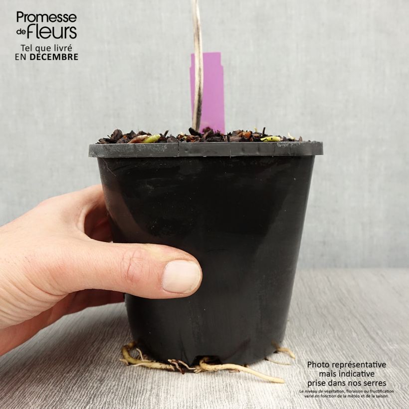 Hosta sieboldiana elegans Maceta 1,5L/2L Ejemplar entregado en invierno