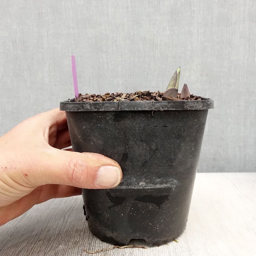 Hosta sieboldiana elegans Maceta 1,5L/2L Ejemplar entregado en la primavera