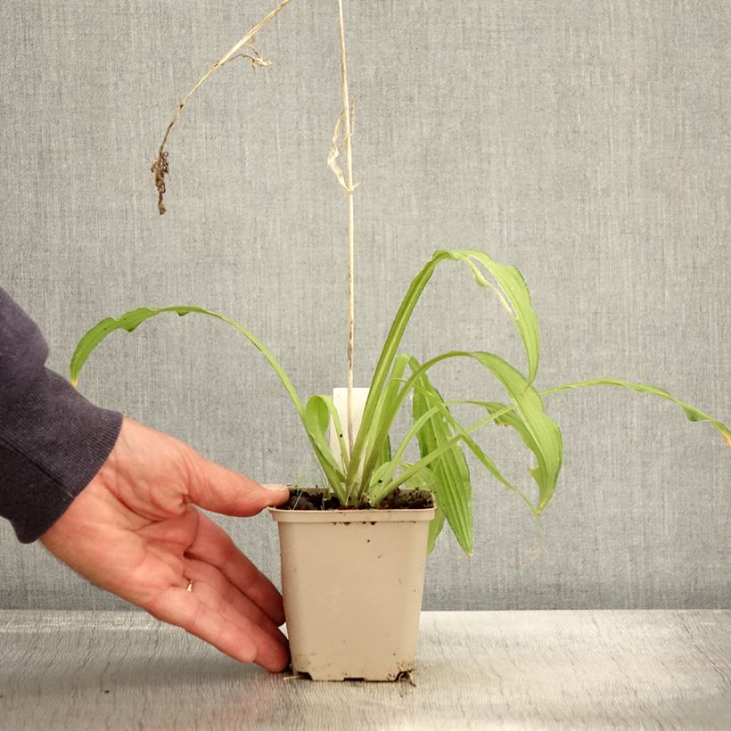 Ejemplar de Hosta sieboldii Kabitan Maceta de 8/9 cm entregado en otoño