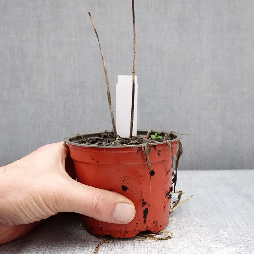 Hosta Silly String Maceta de 12 cm / 13 cm Ejemplar entregado en invierno