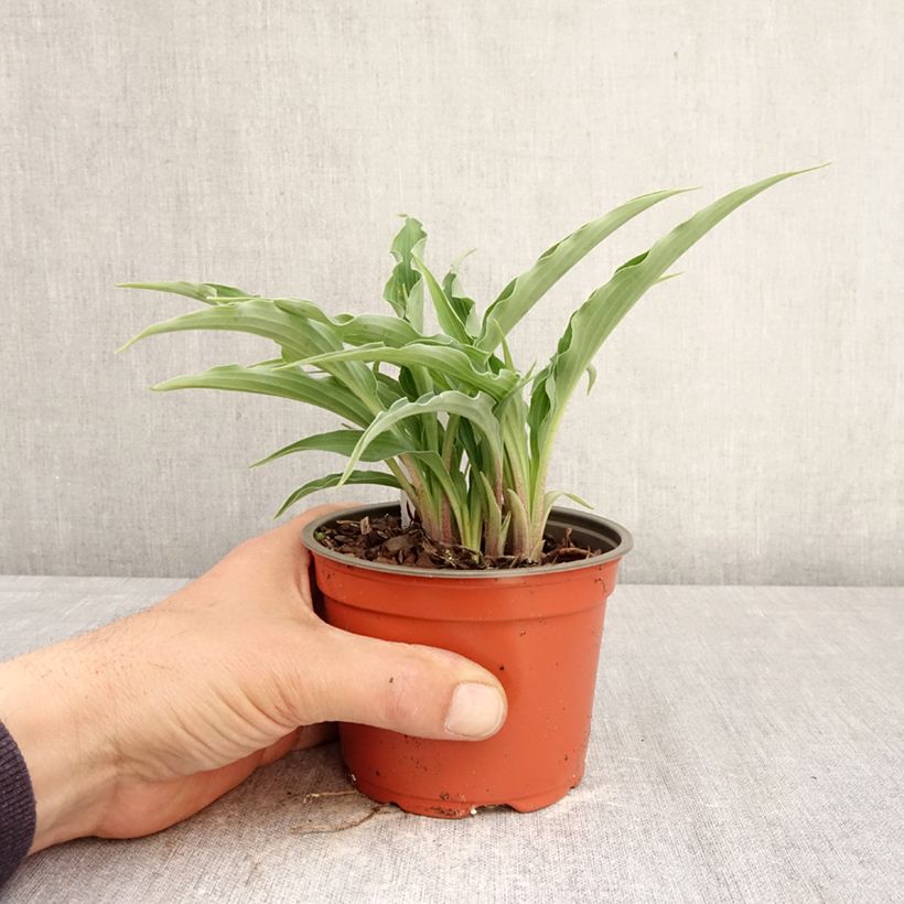 Hosta Silly String Maceta de 12 cm / 13 cm Ejemplar entregado en la primavera