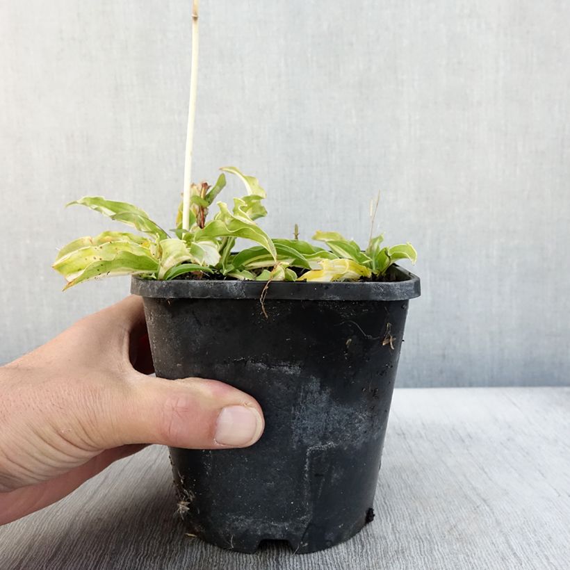 Ejemplar de Hosta Sizzle Maceta 1,5L/2L entregado en otoño
