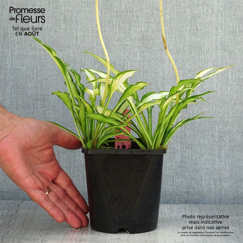 Ejemplar de Hosta Sizzle Maceta 1,5L/2L entregado en verano