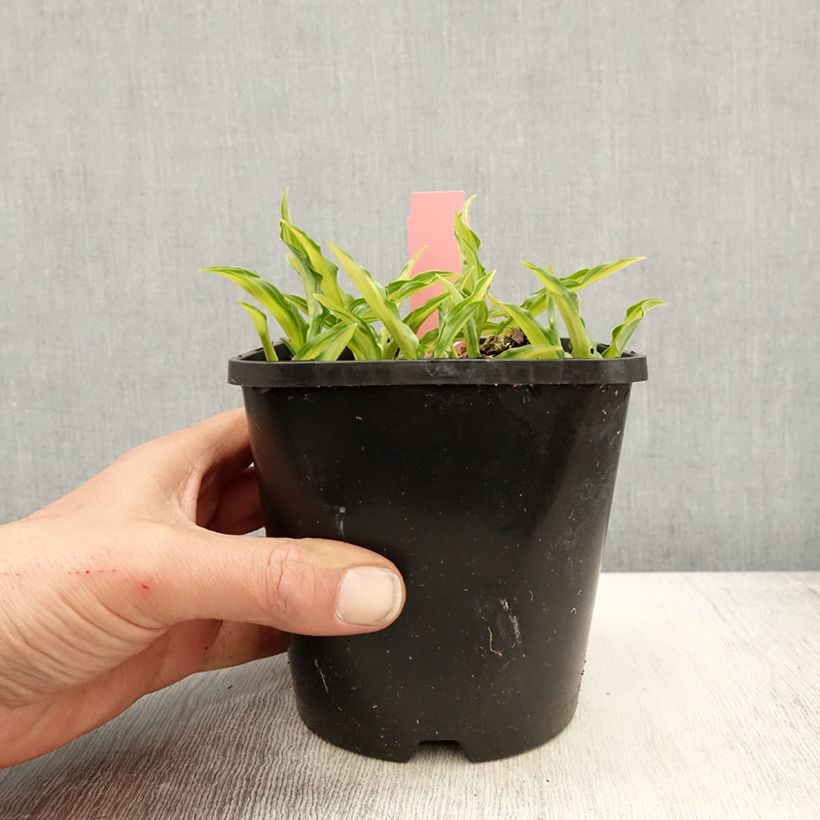 Hosta Sizzle Maceta 1,5L/2L Ejemplar entregado en la primavera