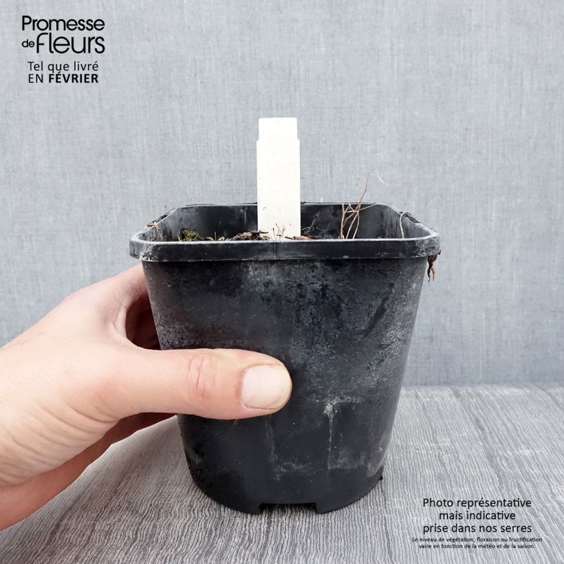 Hosta Smiling Mouse Maceta 1,5L/2L Ejemplar entregado en invierno