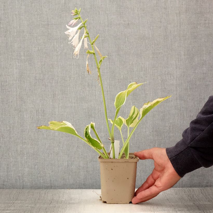 Ejemplar de Hosta So Sweet Maceta de 8/9 cm entregado en verano