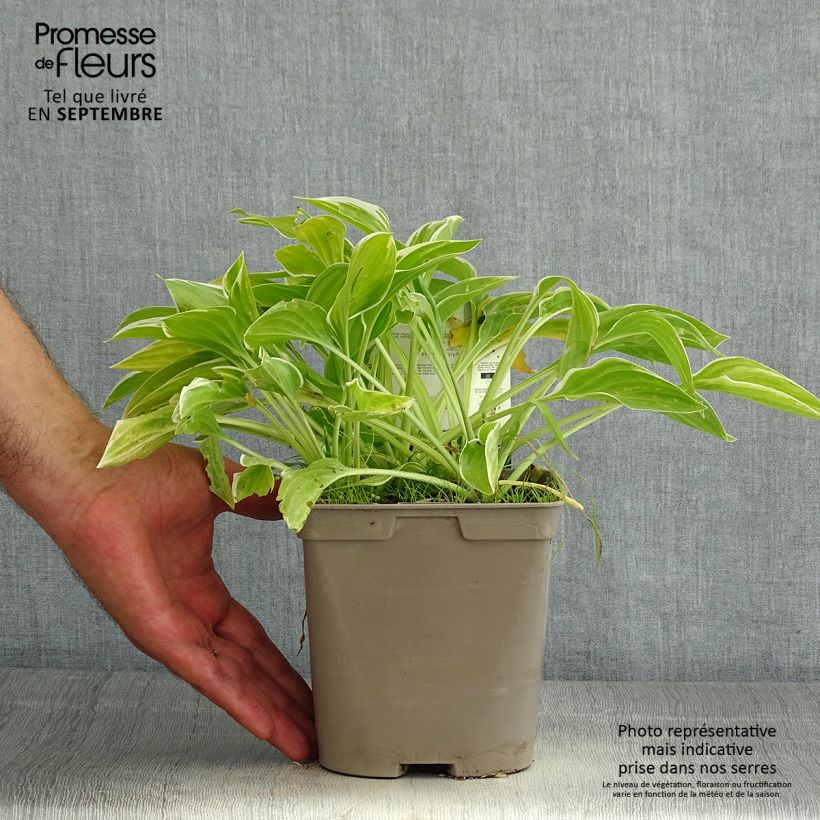 Ejemplar de Hosta So Sweet Maceta 2L/3L entregado en verano