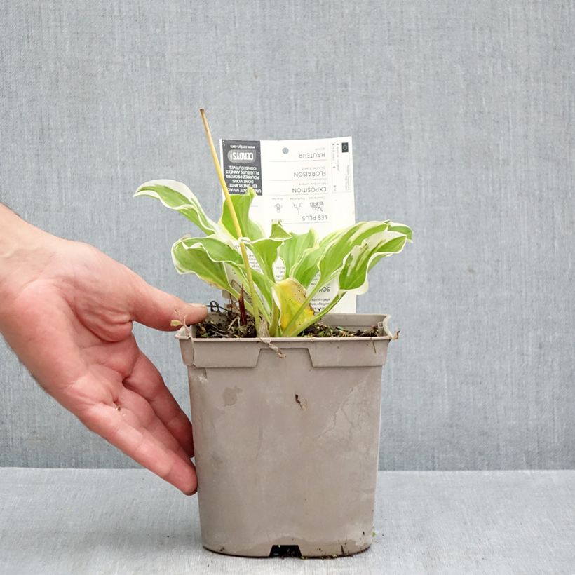 Ejemplar de Hosta So Sweet Maceta 2L/3L entregado en otoño