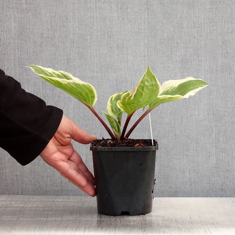 Hosta Sorbet Maceta 1,5L/2L Ejemplar entregado en la primavera