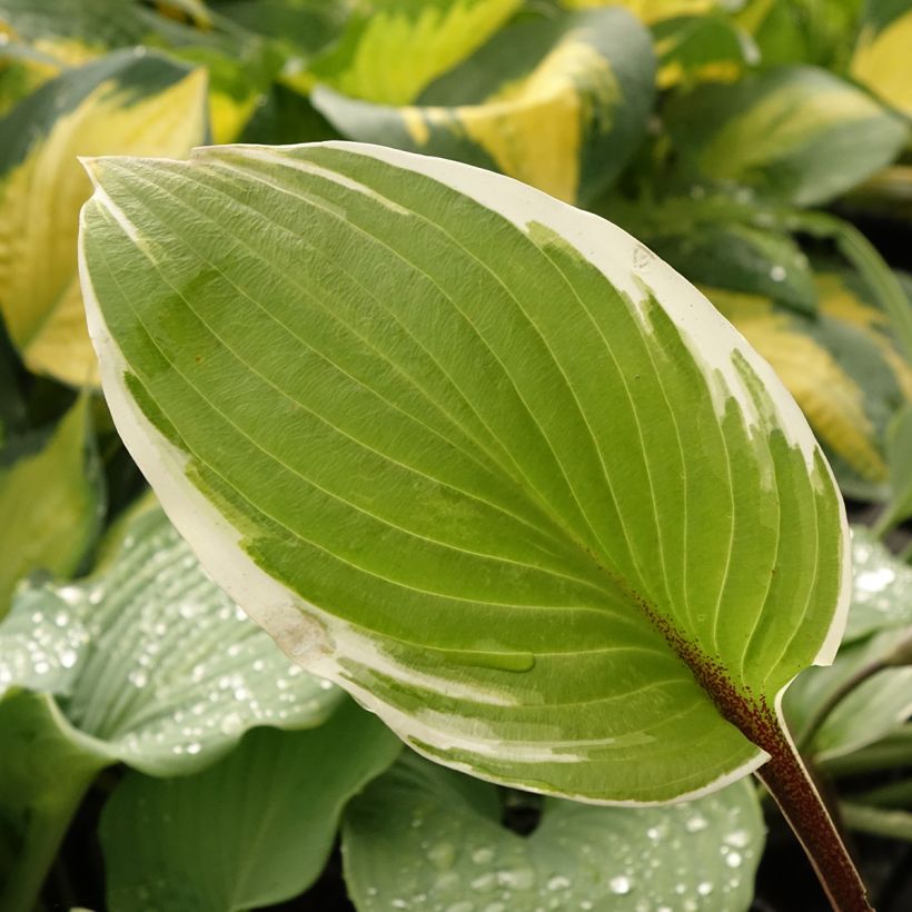 Hosta Sorbet (Follaje)