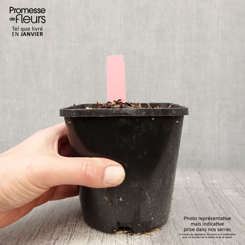 Hosta Spartacus Maceta 1,5L/2L Ejemplar entregado en invierno