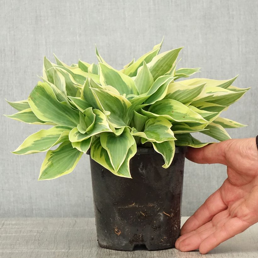 Hosta Spartacus Maceta 1,5L/2L Ejemplar entregado en la primavera