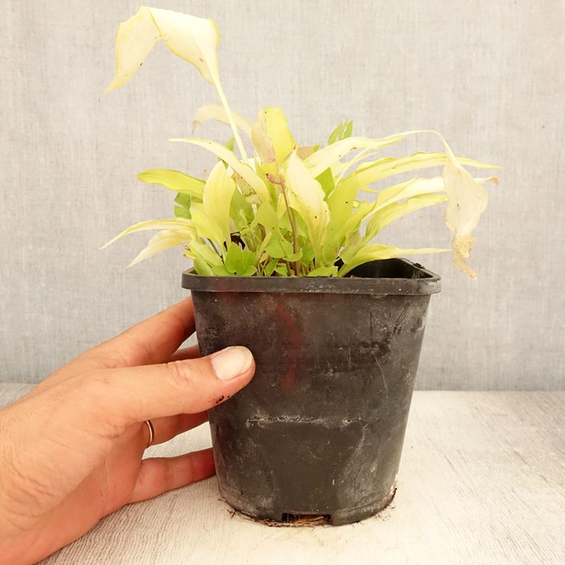 Ejemplar de Hosta Spritzer Maceta 1,5L/2L entregado en verano