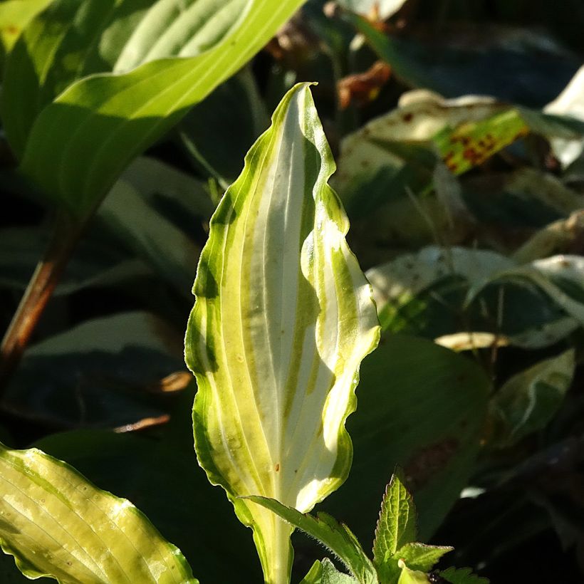 Hosta Spritzer (Follaje)