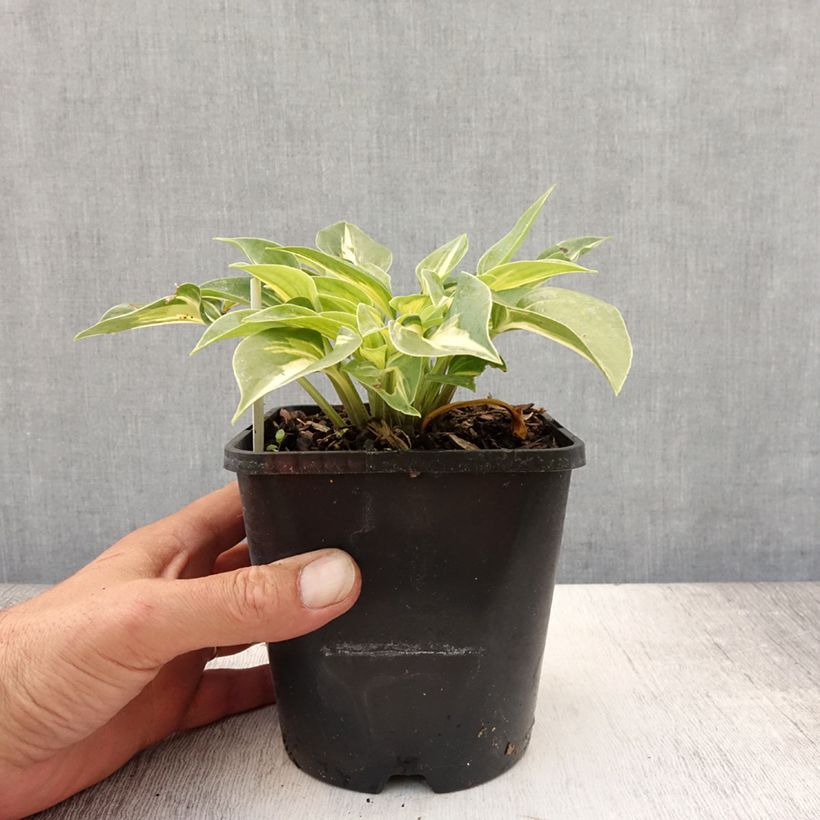 Ejemplar de Hosta Stand by Me Maceta 1,5L/2L entregado en verano