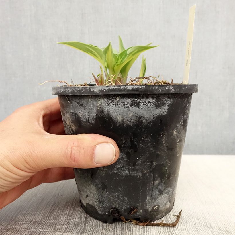 Hosta Stand by Me Maceta 1,5L/2L Ejemplar entregado en la primavera