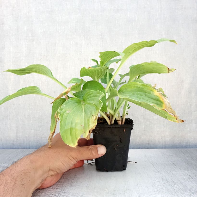 Ejemplar de Hosta Striptease Maceta de 8/9 cm entregado en verano