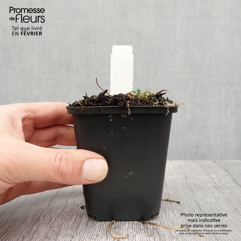 Hosta Striptease Maceta de 8/9 cm Ejemplar entregado en invierno