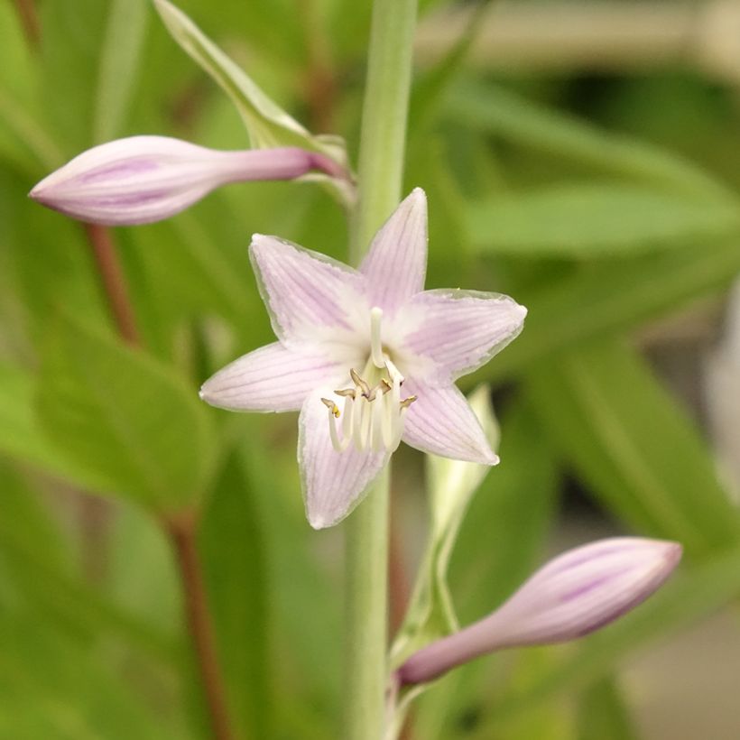 Hosta Striptease (Floración)