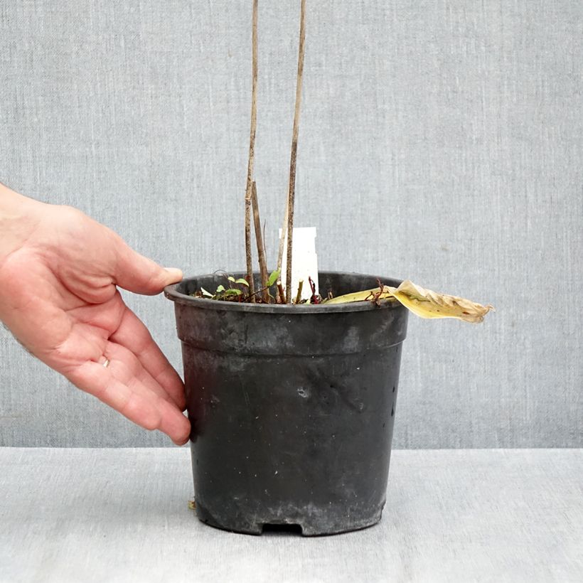 Ejemplar de Hosta Striptease Maceta 2L/3L entregado en otoño