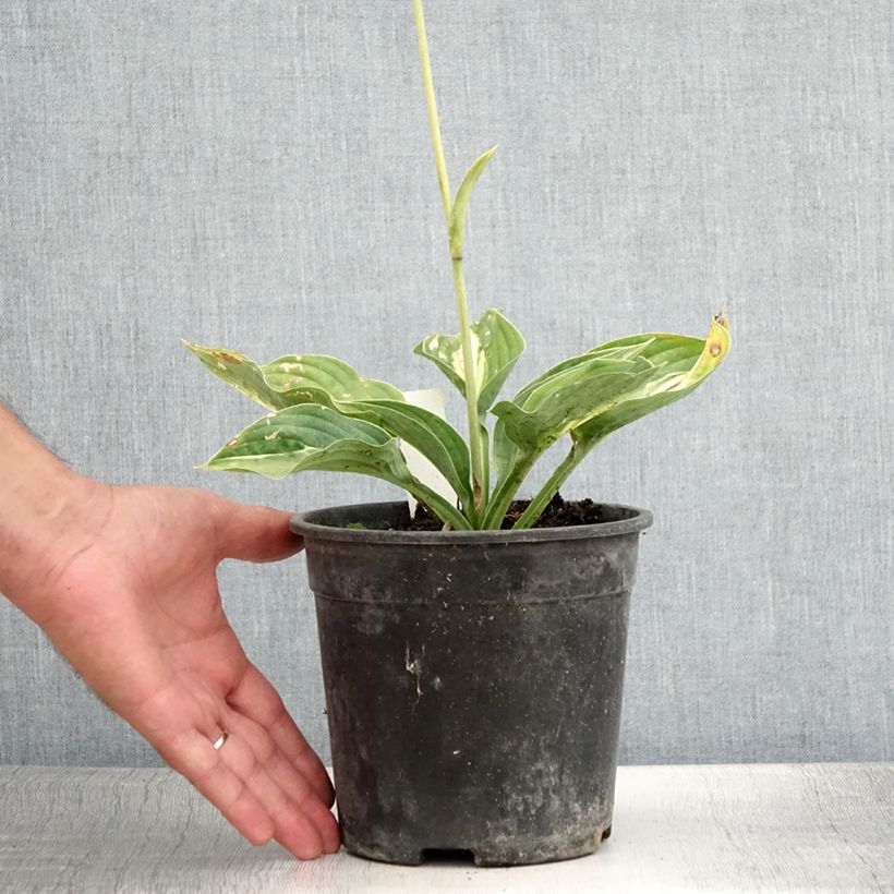 Ejemplar de Hosta Striptease Maceta 2L/3L entregado en verano