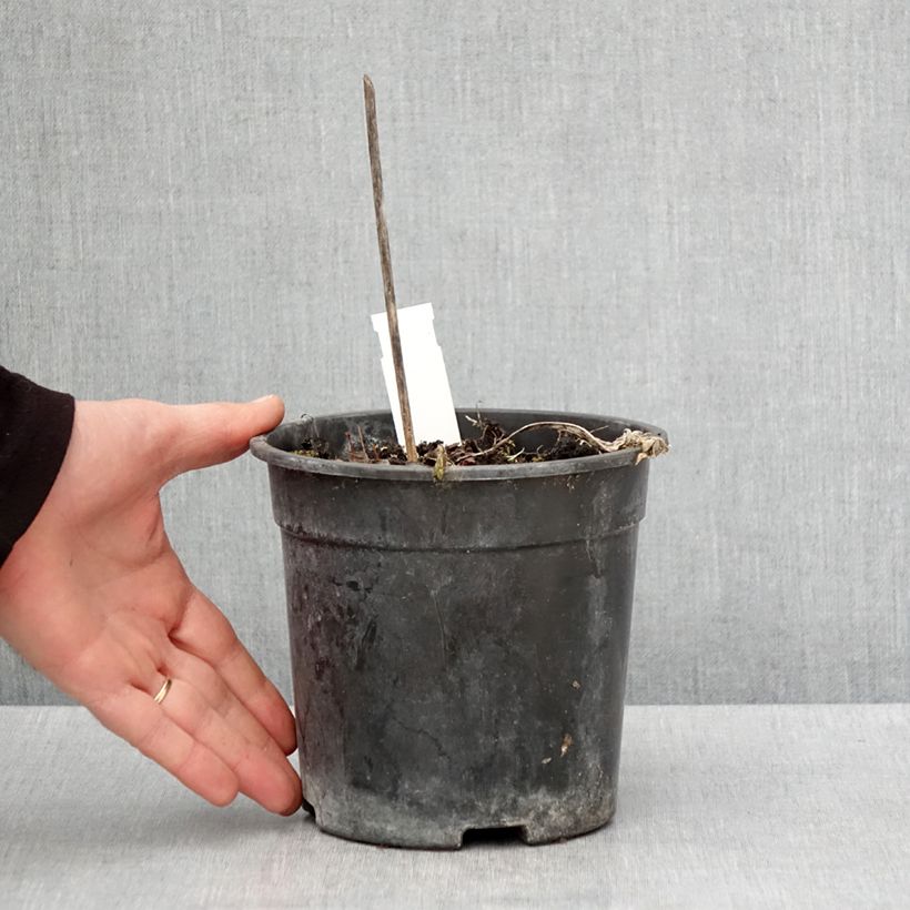 Hosta Striptease Maceta 2L/3L Ejemplar entregado en la primavera