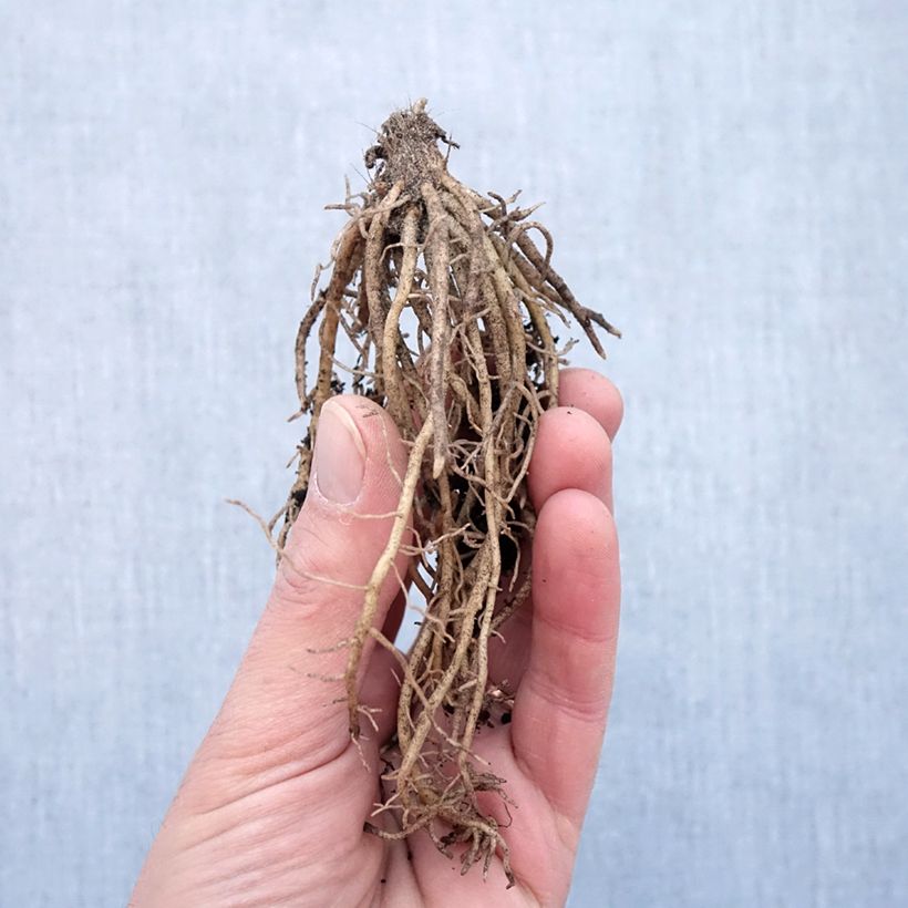 Hosta Striptease Raíces desnudas Ejemplar entregado en invierno